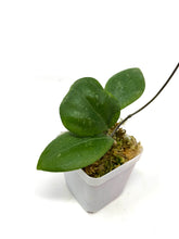 Load image into Gallery viewer, Hoya Erythrostemma “Shocking Pink”