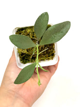 Load image into Gallery viewer, Hoya Nummularioides Silver