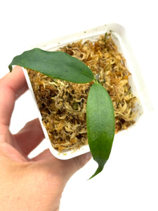 Hoya Liwa