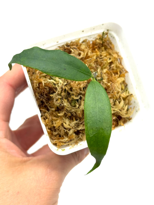 Hoya Liwa