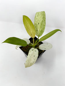 Philodendron Whipple Way B