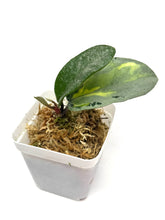 Load image into Gallery viewer, Hoya Carnosa Argentea Princess A