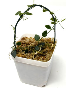 Hoya Pulleana (IM02)