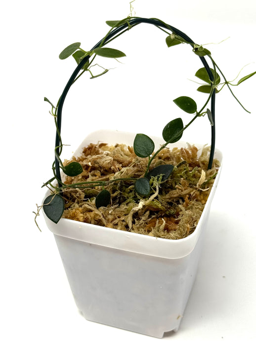 Hoya Pulleana (IM02)