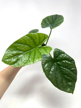 Load image into Gallery viewer, Alocasia Lukiwan
