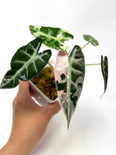 Load image into Gallery viewer, Alocasia Bambino Pink Variegated E