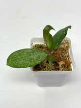 Load image into Gallery viewer, Hoya Meena Silver  (H. Crassipetiolata Splash x H. 'Michele') E