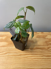 Load image into Gallery viewer, 61. Philodendron Sodiroi Ornatum
