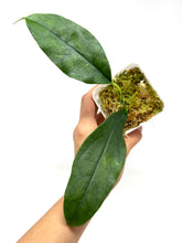 Load image into Gallery viewer, Hoya Narcissiflora