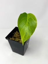 Load image into Gallery viewer, Monstera Deliciosa Aurea Variegated A