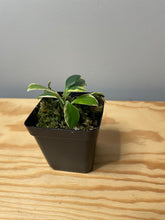 Load image into Gallery viewer, 192. Hoya Heuschkeliana Variegated
