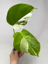 Load image into Gallery viewer, Monstera Deliciosa Albo Variegated L