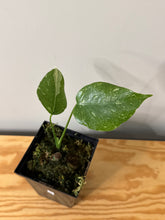 Load image into Gallery viewer, 86. Monstera Thai Constellation