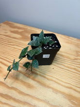 Load image into Gallery viewer, 110. Hoya Lacunosa Silver