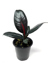Load image into Gallery viewer, Ficus Elastica Burgundy