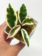 Load image into Gallery viewer, Hoya Carnosa Suzie Q