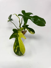 Load image into Gallery viewer, Philodendron Florida Beauty