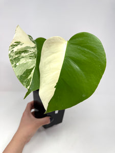 Monstera Deliciosa Albo Variegated I