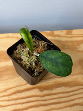 Load image into Gallery viewer, 72. Hoya Deykeae