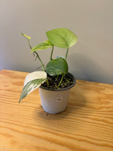 Load image into Gallery viewer, 184. Scindapsus Jade Satin Variegated