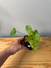 Load image into Gallery viewer, 30. Alocasia Gageana Aurea Variegated