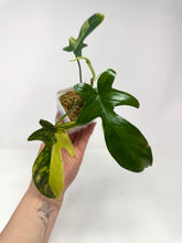 Load image into Gallery viewer, Philodendron Florida Beauty