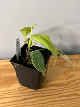 Load image into Gallery viewer, 83. Philodendron Bipennifolium Variegated