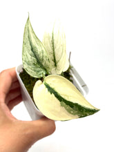 Load image into Gallery viewer, Scindapsus Mayari Variegated G