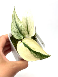 Scindapsus Mayari Variegated G