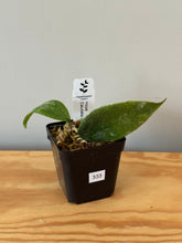 Load image into Gallery viewer, 333. Hoya Caudata Silver
