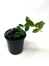 Load image into Gallery viewer, Hoya Densifolia