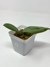 Load image into Gallery viewer, Hoya Meena Silver (H. Crassipetiolata Splash x H. 'Michele') C