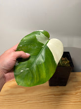 Load image into Gallery viewer, 216. Monstera Deliciosa Albo Variegated