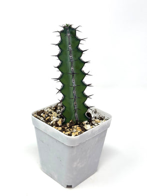 Euphorbia Zoutpansbergensis (Ships within Canada only)