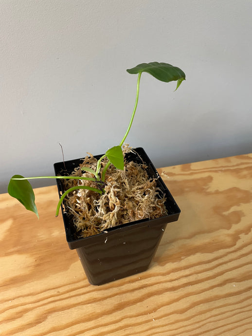 192. Philodendron Sharoniae