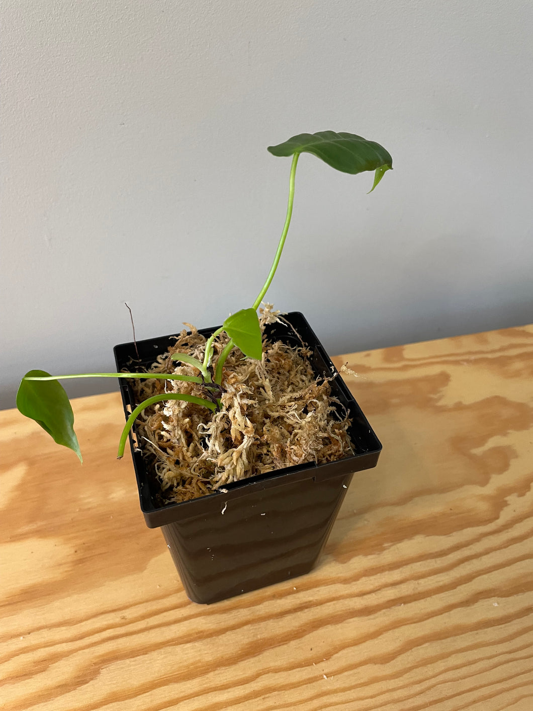 192. Philodendron Sharoniae