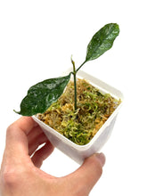 Load image into Gallery viewer, Hoya Multiflora Splash