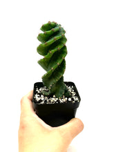 Load image into Gallery viewer, Cereus Forbesii cv. Spiralis &#39;Spiral Cactus&#39; Small Size (Ships within Canada only)