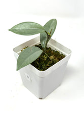 Load image into Gallery viewer, Hoya Wilbur Graves Silver D