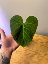 Load image into Gallery viewer, 175. Philodendron El Choco Red