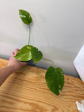 Load image into Gallery viewer, 114. Monstera Thai Constellation