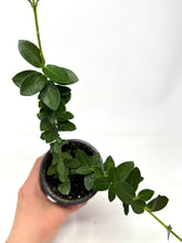 Load image into Gallery viewer, Hoya Densifolia