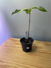 Load image into Gallery viewer, 76. Ficus Aspera Variegated