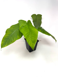 Philodendron Tenue