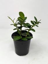 Load image into Gallery viewer, Hoya Densifolia