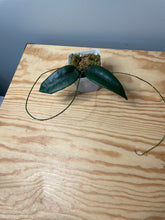 Load image into Gallery viewer, 186. Hoya Stenoakei