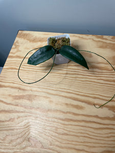 186. Hoya Stenoakei