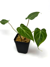 Load image into Gallery viewer, Philodendron Gloriosum