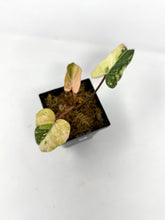 Load image into Gallery viewer, Philodendron Gloriosum Variegated A