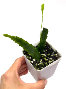 Lepismium Houlletianum ‘Snowdrop Cactus’ (ships within Canada only)